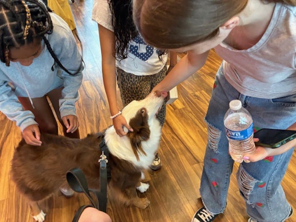 Khaki, therapy dog