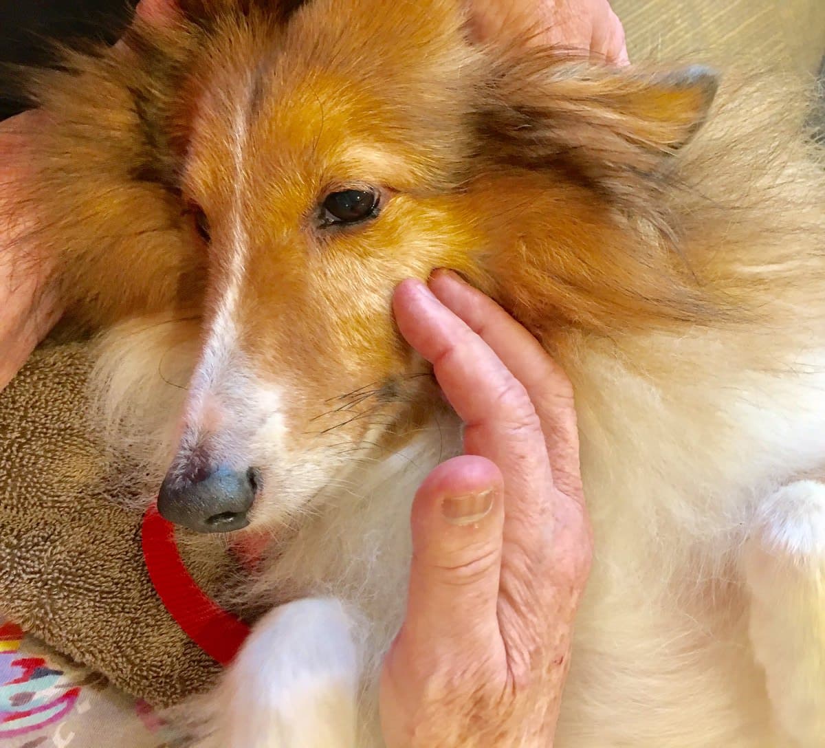 Ollie at a nursing home visit