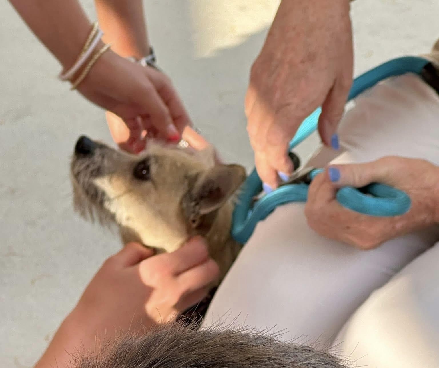 Therapy cat being gently handled during a visit