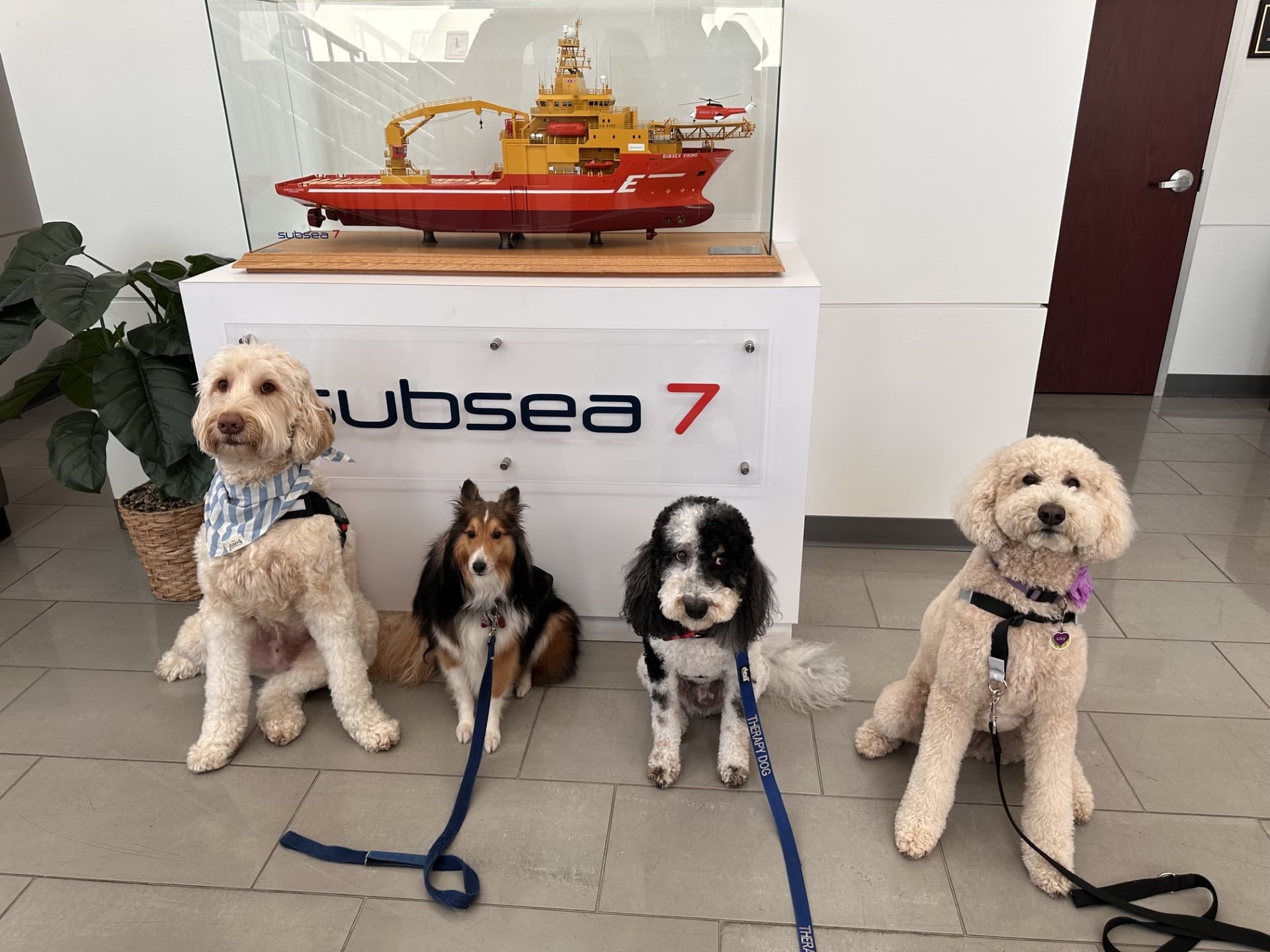 Four Angel Paws therapy dogs during a workplace visit