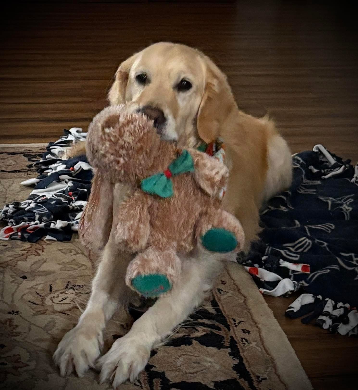 Golden retriever holding a stuffed dog during an Angel Paws visit