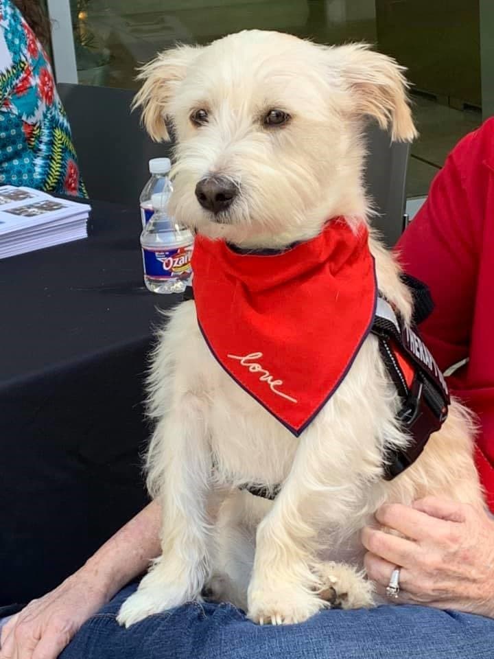 AJ, Angel Paws therapy dog with handler
