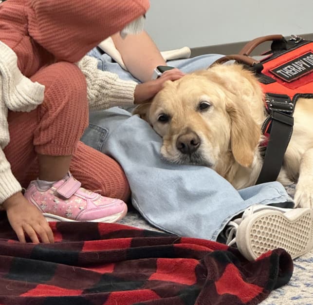 Therapy Golden Retriever in vest with handler