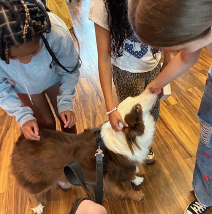 Calm therapy dog resting—a steady, approachable presence