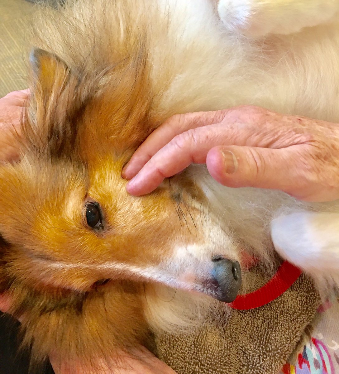 Ollie during a memory care visit at assisted living